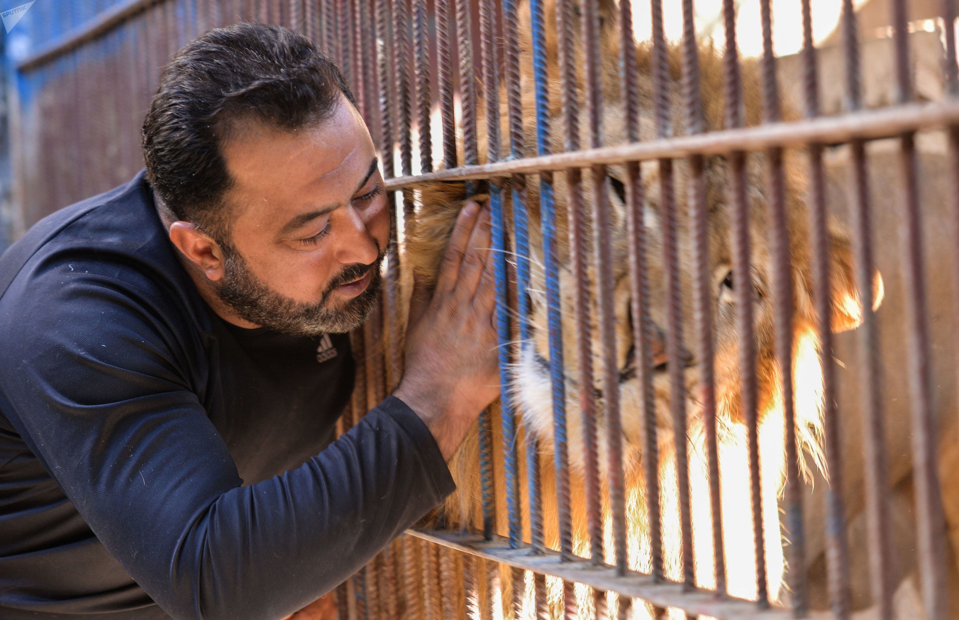 اسد شاب سوري حديقة حيوان.jpg