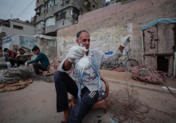 "سلطعون البحر".. نافذة عمل مؤقّتة لعشرات الصيادين في غزة