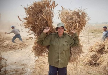 موسم حصاد القمح في قطاع غزة 