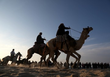 16 فبراير 2018 - سباق محلي للخيول والجمال على شاطيء مدينة غزة