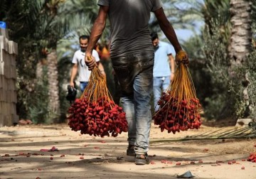 موسم قطف ثمار البلح في قطاع غزة