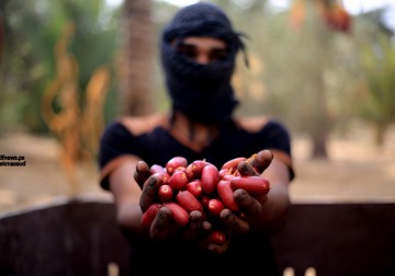 بعد غيــاب.. بلح غزة إلى الضفة