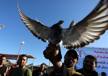 غزة: إطلاق موسم سباقات هواة رياضة الحمام الزاجل