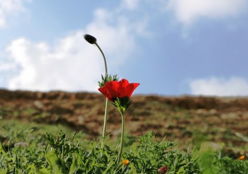 الطبيعة في جبال الديوك  في أريحا