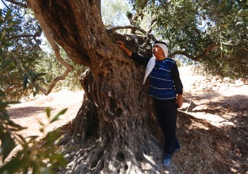 أشجارة الزيتون المباركة في بلدة كفر مالك