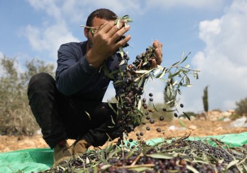 يوم تطوعي لقطف الزيتون غرب جنين