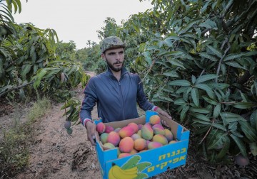 موسم قطف ثمار المانجو في غزة 