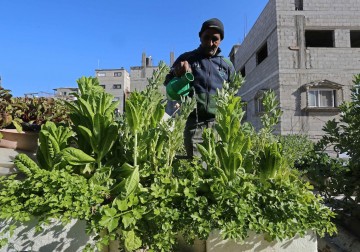 مواطن من خانيونس يحوّل سطح منزله إلى مزرعة خضروات لإعالة أسرته  