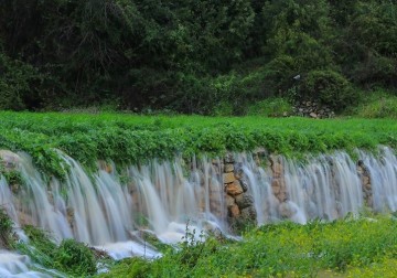 فلسطين الخضراء