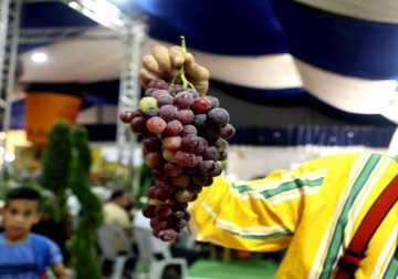 مهرجان أيام العنب الخليلي للعام 2022 