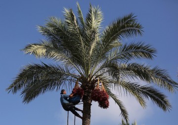 ثمار البلح.. 