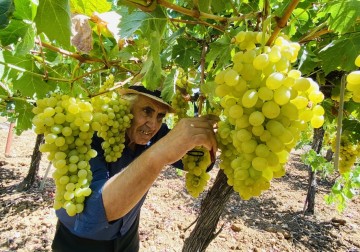 مزارعون فلسطينيون يقطفون ثمار العنب من مزارعهم في بلدة الخضر