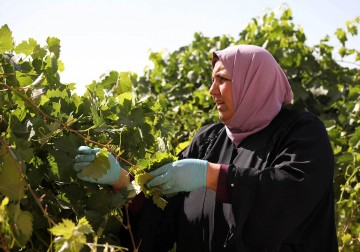 الخليل.. المواطنة منى البو تجمع ورق العنب وتحفظه بالطرق التقليدية