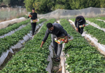 مزارعون يجمعون ثمار الفراولة من حقول بيت لاهيا شمال قطاع غزة