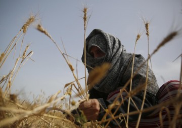 مواطنون يحصدون القمح في خانيونس جنوب قطاع غزة 