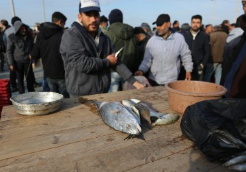 صيادون فلسطينيون يجمعون الاسماك في ميناء مدينة غزة