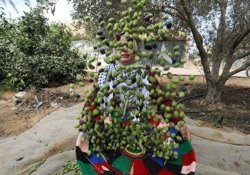 موسم قطف الزيتون في قطاع غزة