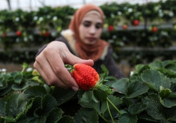 مشروع الفراولة المعلّقة جنوبي قطاع غزة 