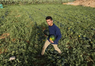 موسم زراعة البطيخ في قطاع غزة