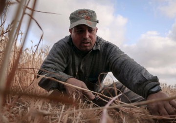 رغم الجراح.. المزارع خميس النجار يحصد القمح في خانيونس