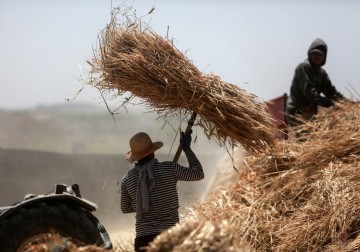 حصاد القمح.. إنتاج متواضع وارتفاع في الأسعار يُرهق كاهل المزارعين