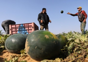  مزارعون فلسطينيون خلال موسم حصاد البطيخ في خانيونس