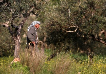 فلسطيني مسن في حقل زراعي قرب نابلس