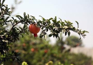 بدء موسم الرمان في قلقيلية