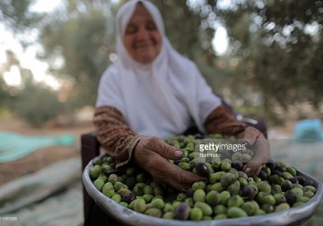 موسم قطف الزيتون.