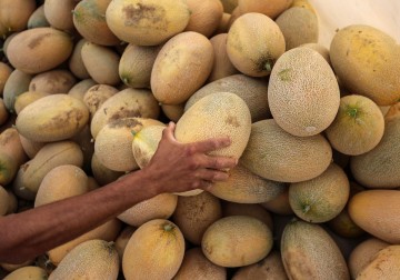 جني ثمار الشمام في مدينة رفح 