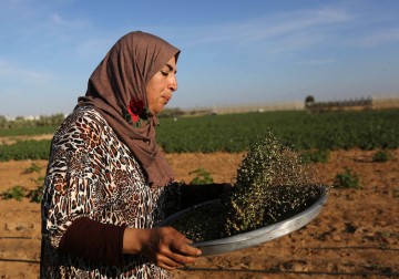 نساء فلسطينيات يحصدن القمح لصناعة الفريكة في خانيونس 