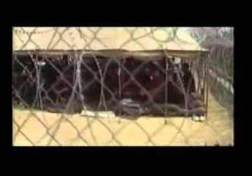 اغنية عوفر والمسكوبية..