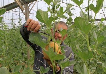 مزارع فلسطيني يحصد الشمام في مزرعته في مدينة غزة