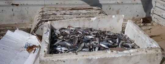 ضبط 70 كيلو سمك فاسد وسط قطاع غزة