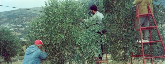 ارشيفية-موسم قطف ثمار الزيتون