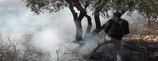 مستوطنون يحرقون 300 شجرة زيتون قرب نابلس
