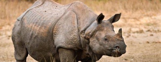 وحيد القرن السومطري مهدد بالانقراض