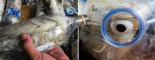 الطيور في علب ماء