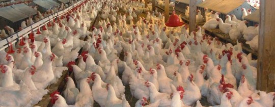 ارتفاع أسعار الدجاج