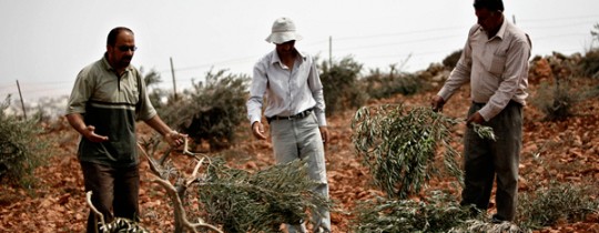 يعمد المستوطنون لتخريب أراضي الفلسطينيين لدفعهم لتركها