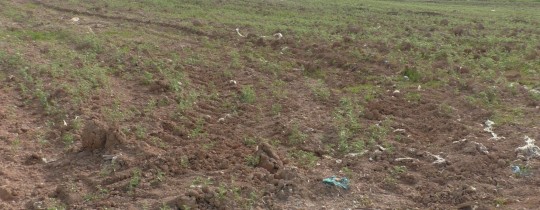 صورة من آثار الدبابات الصهيونية وتخريبها محصول الحمص