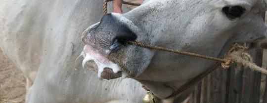 تعبيرية- بقرة مصابة بالحمى القلاعية