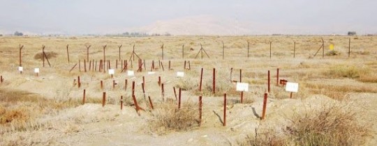 مقابر الارقام