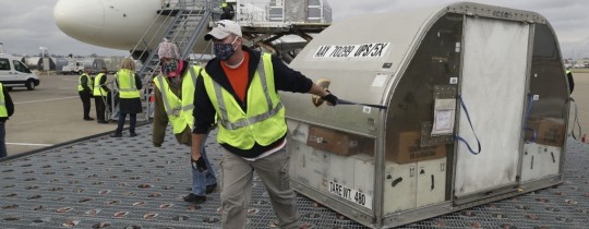 شحنة من لقاحات كورونا