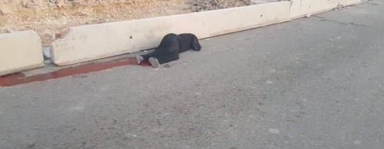 صورة المواطنة غارقة بدمائها بعد إطلاق النار عليها من جنود الاحتلال- وكالات 