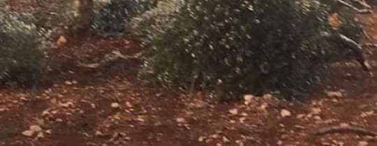 من اعتداء المستوطنين 