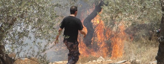 أرشيفية: مستوطنون يحرقون أشجار الزيتون الفلسطينية