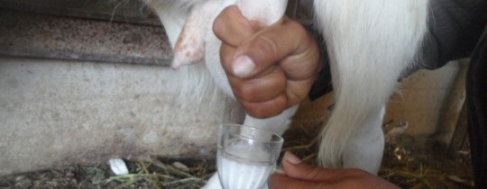 الجدي الحلوب