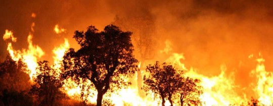 حرائق الجزائر