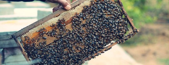 11104110_10205134585977834_957401138_n